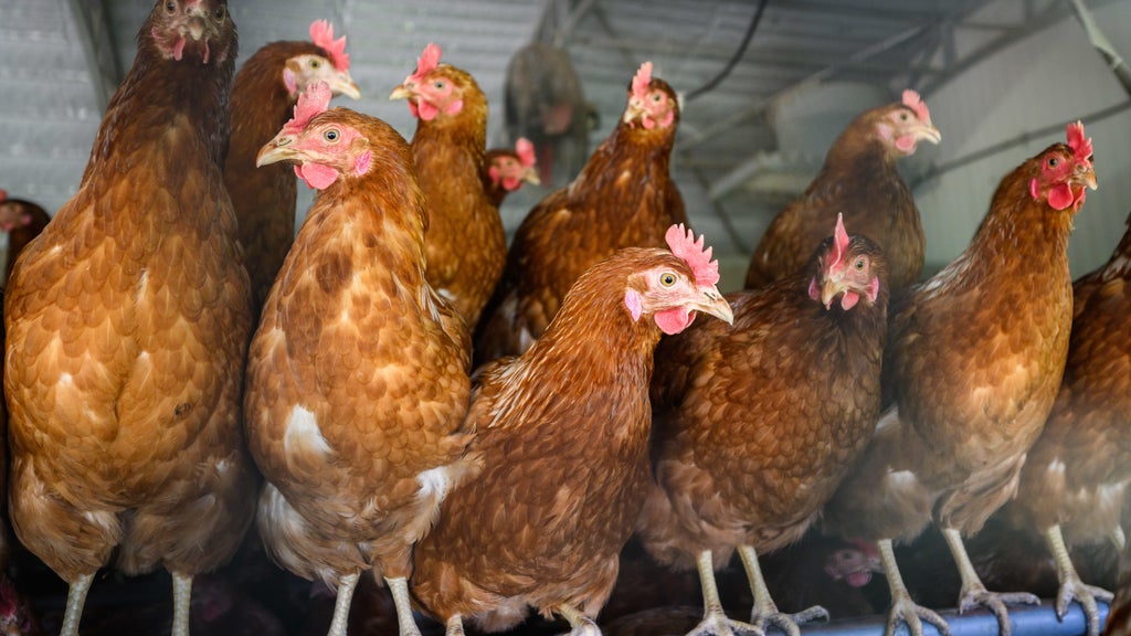 Approximately 90 "backyard flock" birds in Northern California affected by avian flu — CBS Bay Area (KPIX), Sausalito Community news