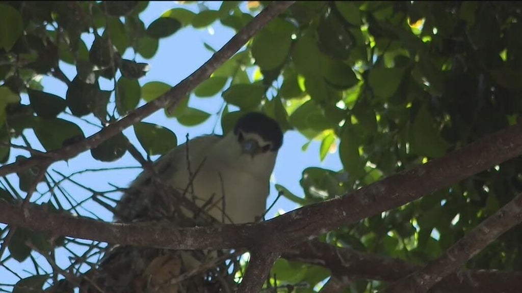 Oakland's official bird among those threatened with removal of downtown trees for housing complex — CBS Bay Area (KPIX), Sausalito Real Estate news