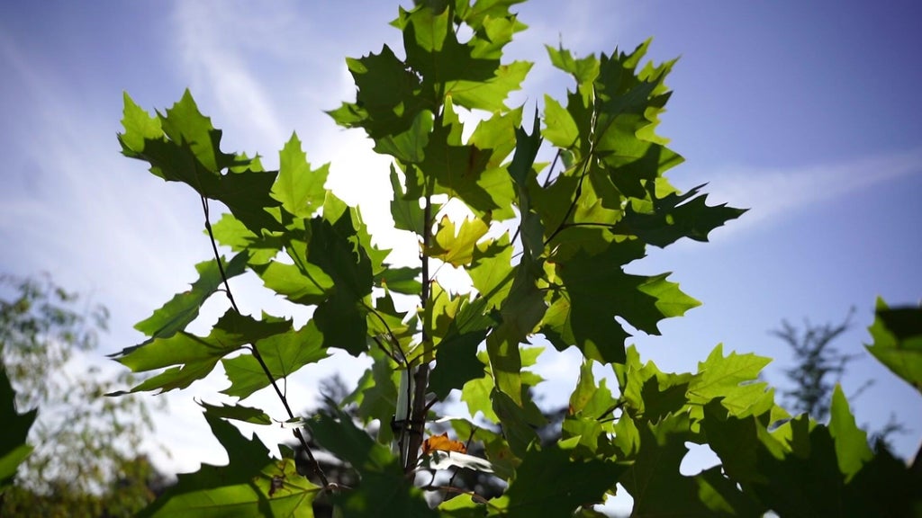 St. Paul city employees help plant trees at church in Rondo neighborhood — WCCO / CBS Minnesota, Sausalito Real Estate news