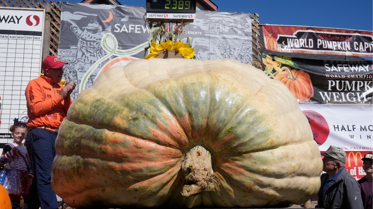 A giant pumpkin named Rocky gives a champion grower his California comeback
— ABC 7 Bay Area, Sausalito Schools news