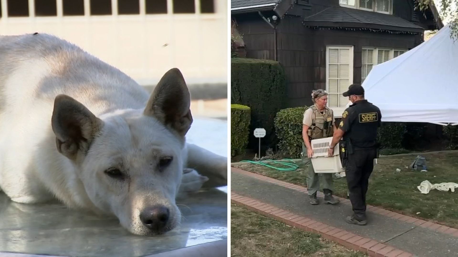 44 dogs removed from Vallejo 'hoarder' home linked to convicted breeder in animal cruelty case
       — ABC 7 Bay Area, Sausalito Real Estate news