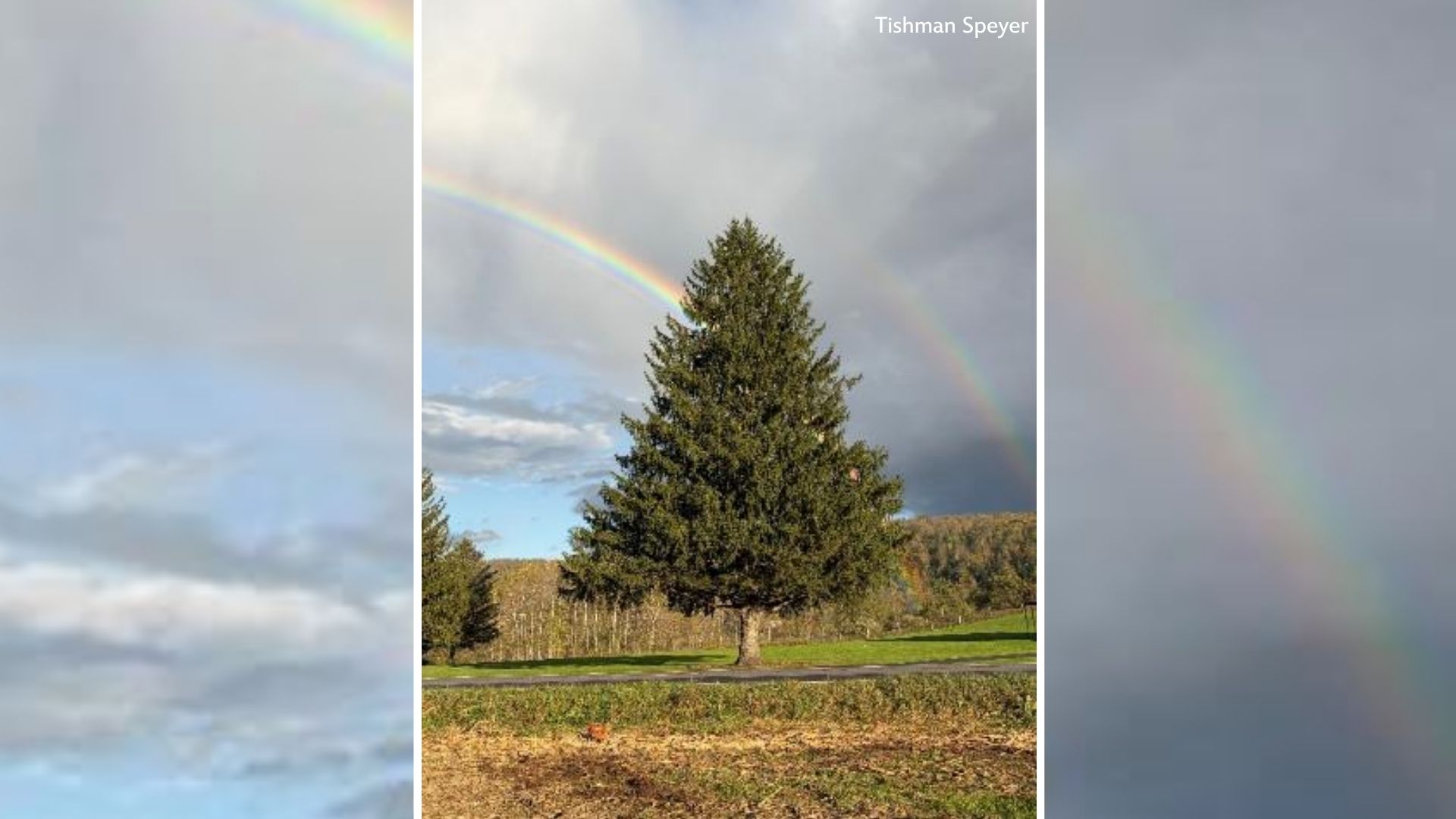 The 2026 Rockefeller Center Christmas tree has been selected
— ABC 7 Bay Area, Sausalito Community news