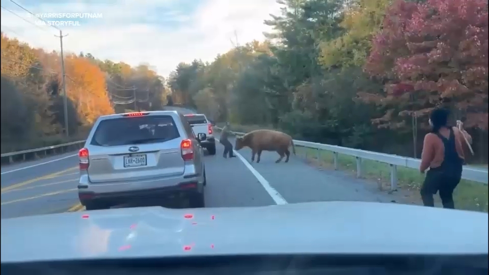 Police in Carmel, New York wrangle Maggie the runaway cow after wild chase
โ ABC 7 Bay Area