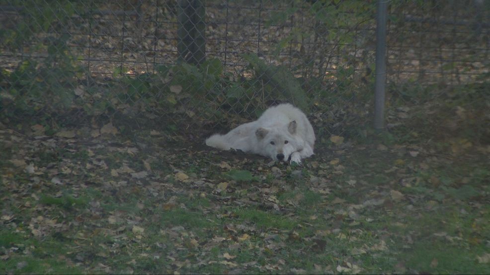 Bay Beach Wildlife Sanctuary plans 564-acre habitat restoration, construction eyed in 2028 — Fox 11 Green Bay Local, Sausalito Community news