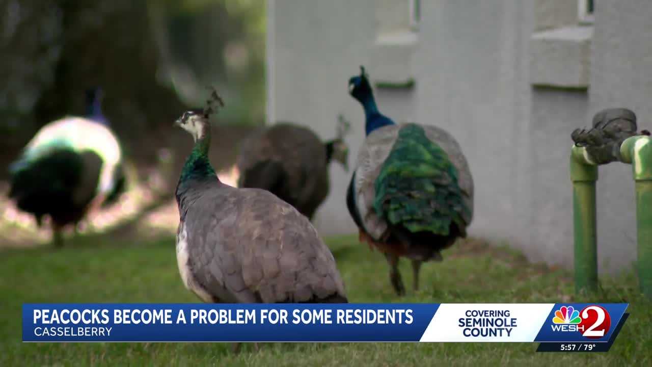 Peacocks vs. property owners: Casselberry rethinks peacock protections amid property damage complaints — WESH 2 Orlando, Sausalito Real Estate news