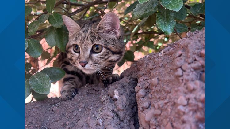 Maverick the Black-Footed Cat out on habitat at Cameron Park Zoo — KCEN (Central Texas), Sausalito Community news