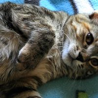 Milwaukee Record Cat Of The Week: Ruby — Milwaukee Record