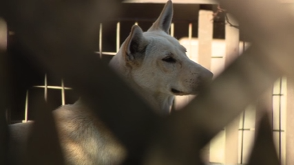 Dozens of dogs taken from Vallejo home amid animal cruelty investigation — KTVU FOX 2 Bay Area, Sausalito Real Estate news